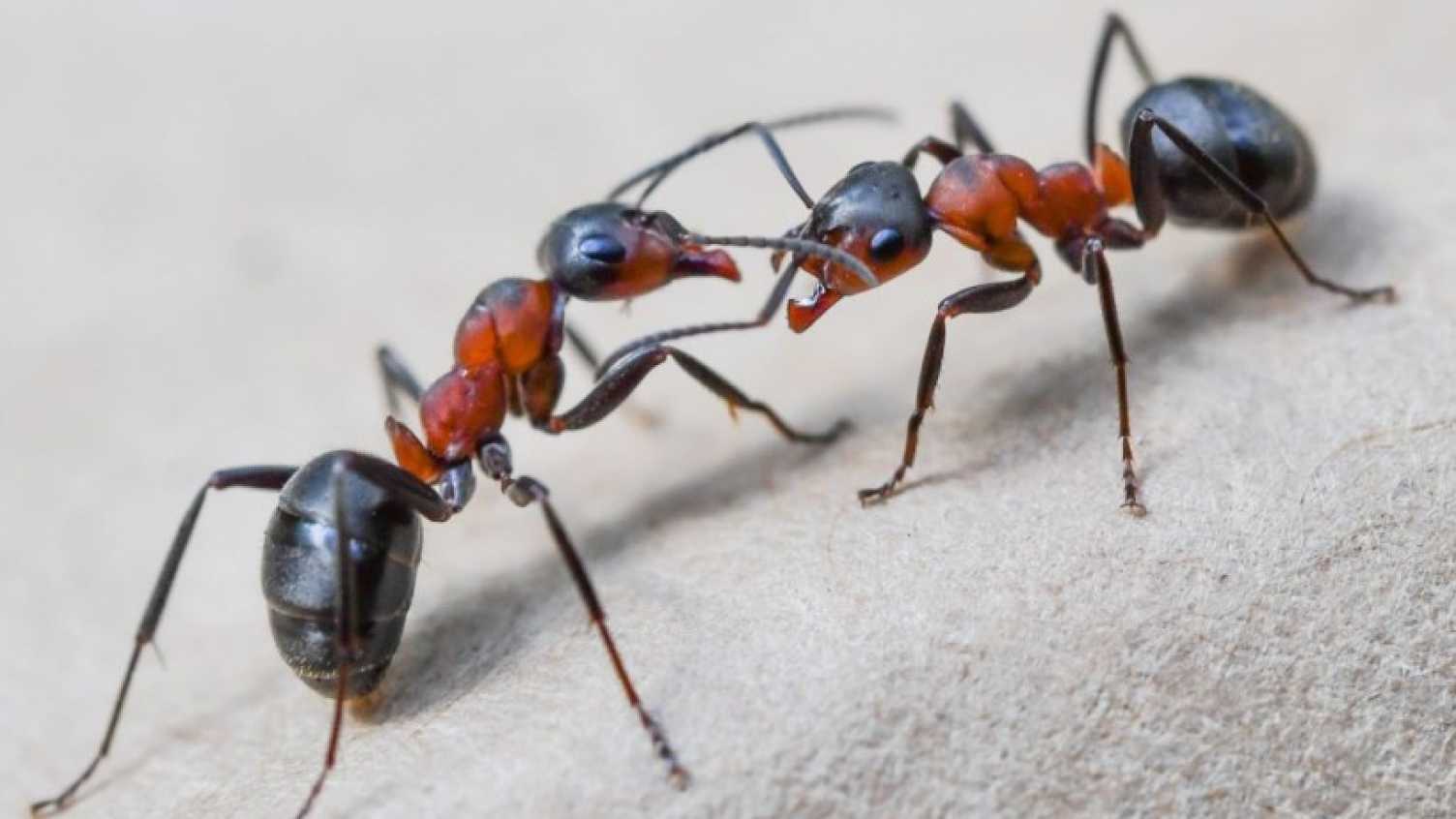 Thumbnail for Farm robots inspired by ant brains | Centre for Machine Intelligence 