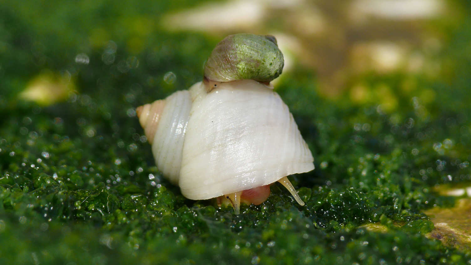Thumbnail for Biologists uncover the secrets of evolutionary change | News 