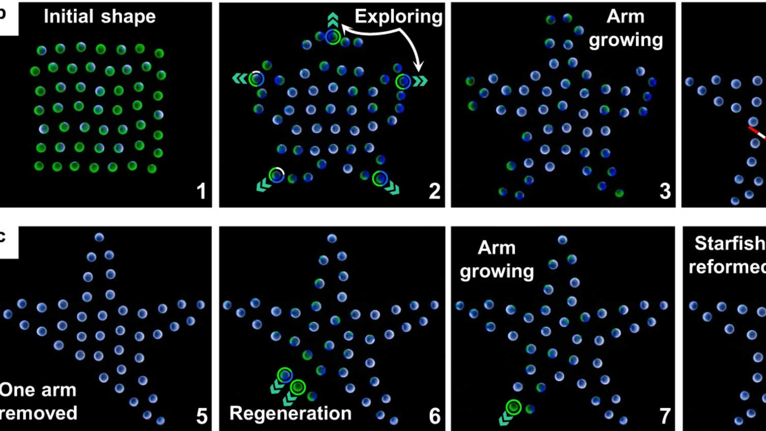 Thumbnail for Journal paper published in Nature Communications | Natural Robotics Lab 