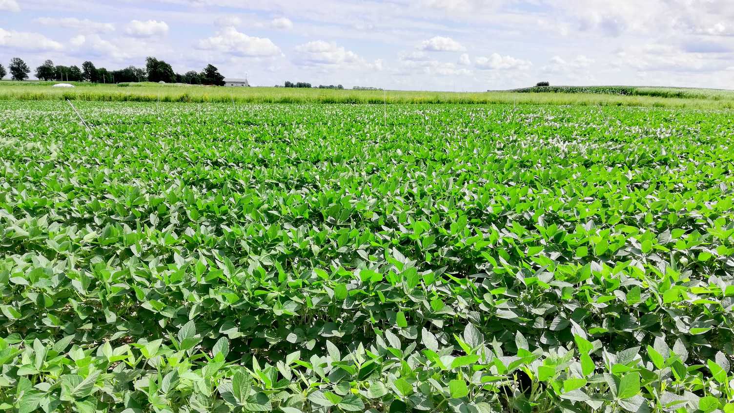Thumbnail for Scientists propose transforming U.S. Agriculture with Enhanced Weathering for at…