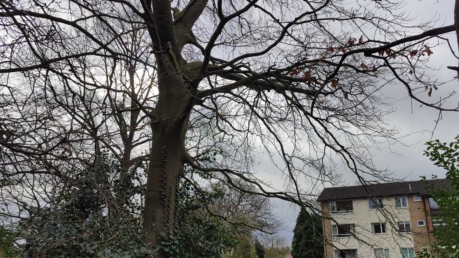 Thumbnail for Tree Works - March and April 2024 | EFM 