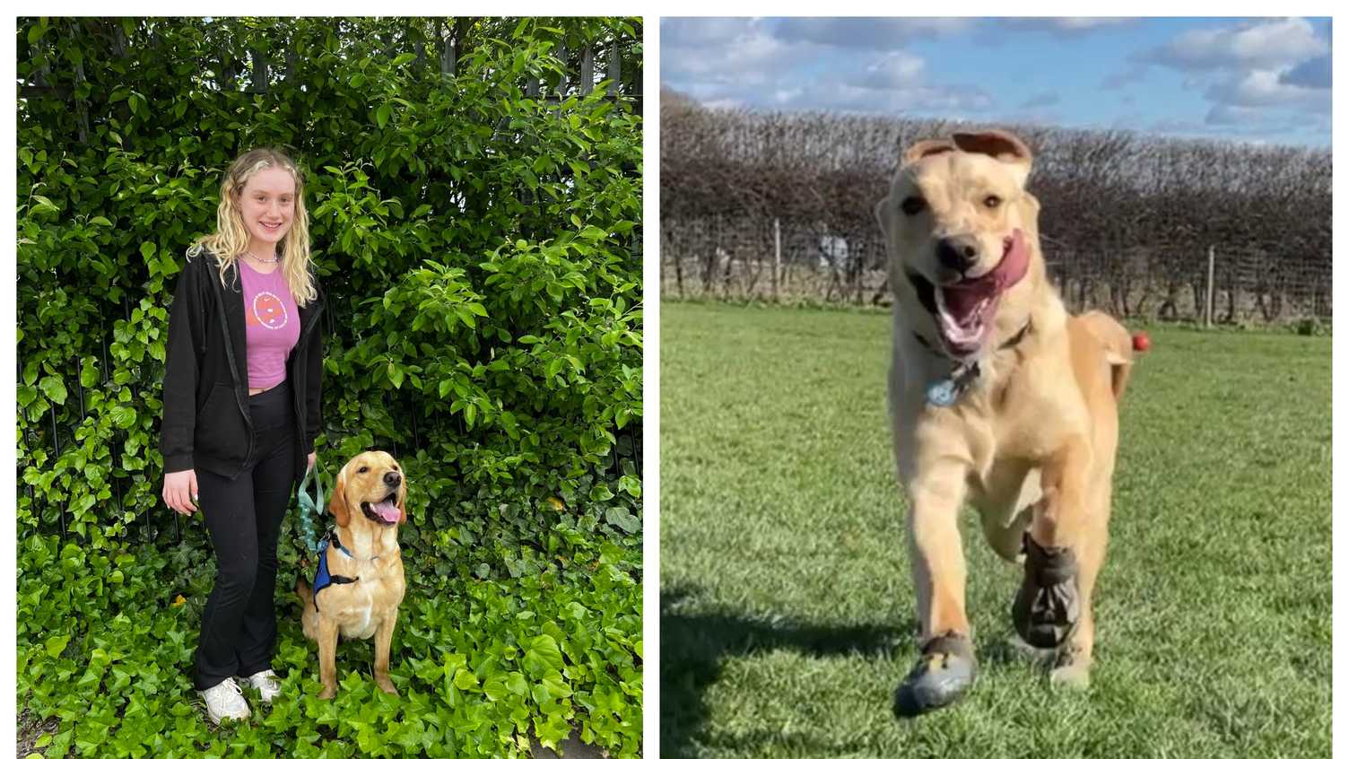 Thumbnail for Pawsitive impact: therapy dog Oliver gives vital support to local families thank…