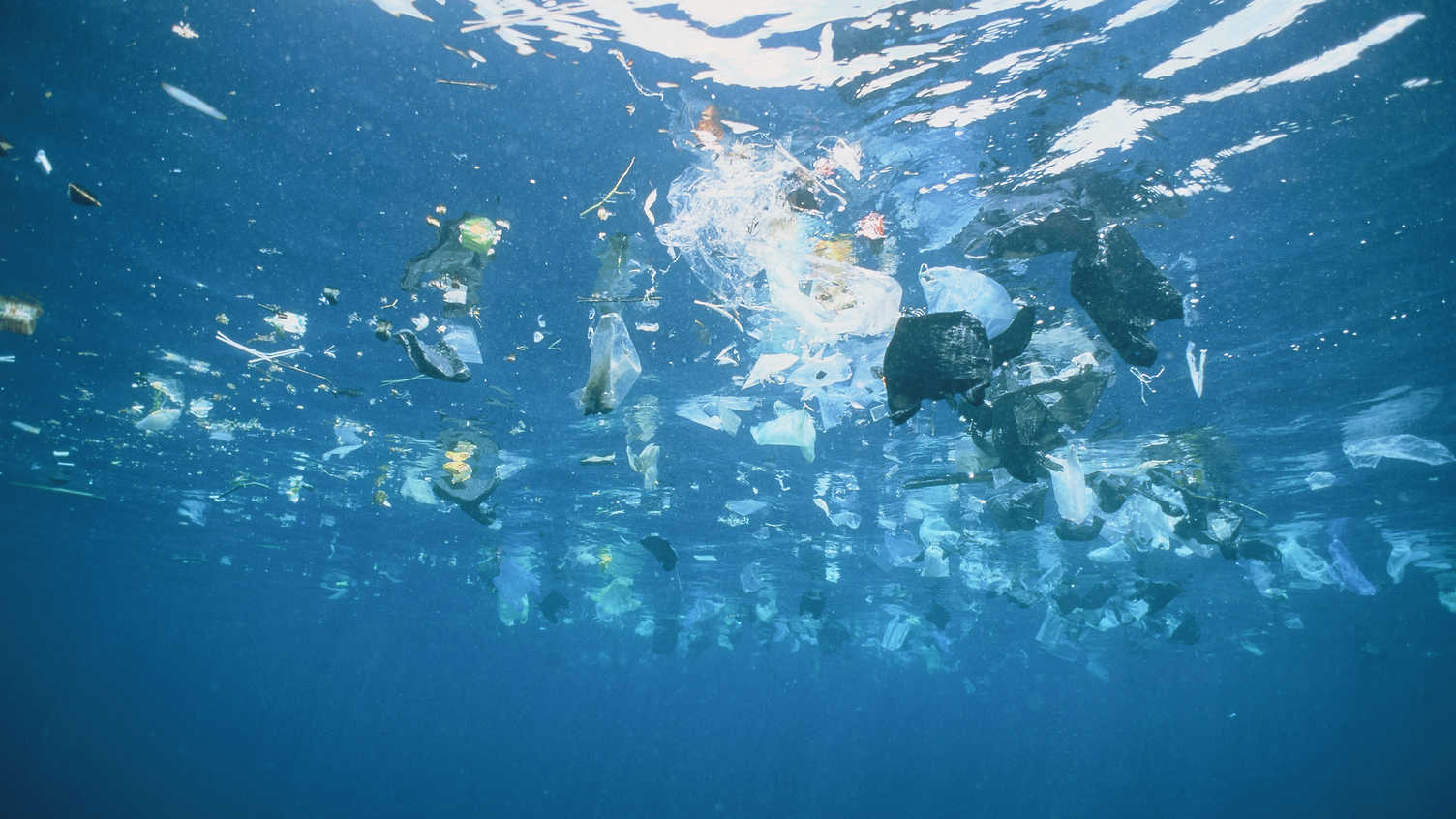 Thumbnail for Earth Day 2024: Sheffield vs Plastic - 9 Ways We're Taking Action | Sustainabili…