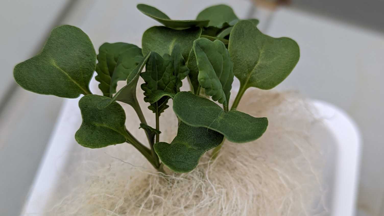 Thumbnail for New environmentally-friendly growing materials to be developed for food producti…
