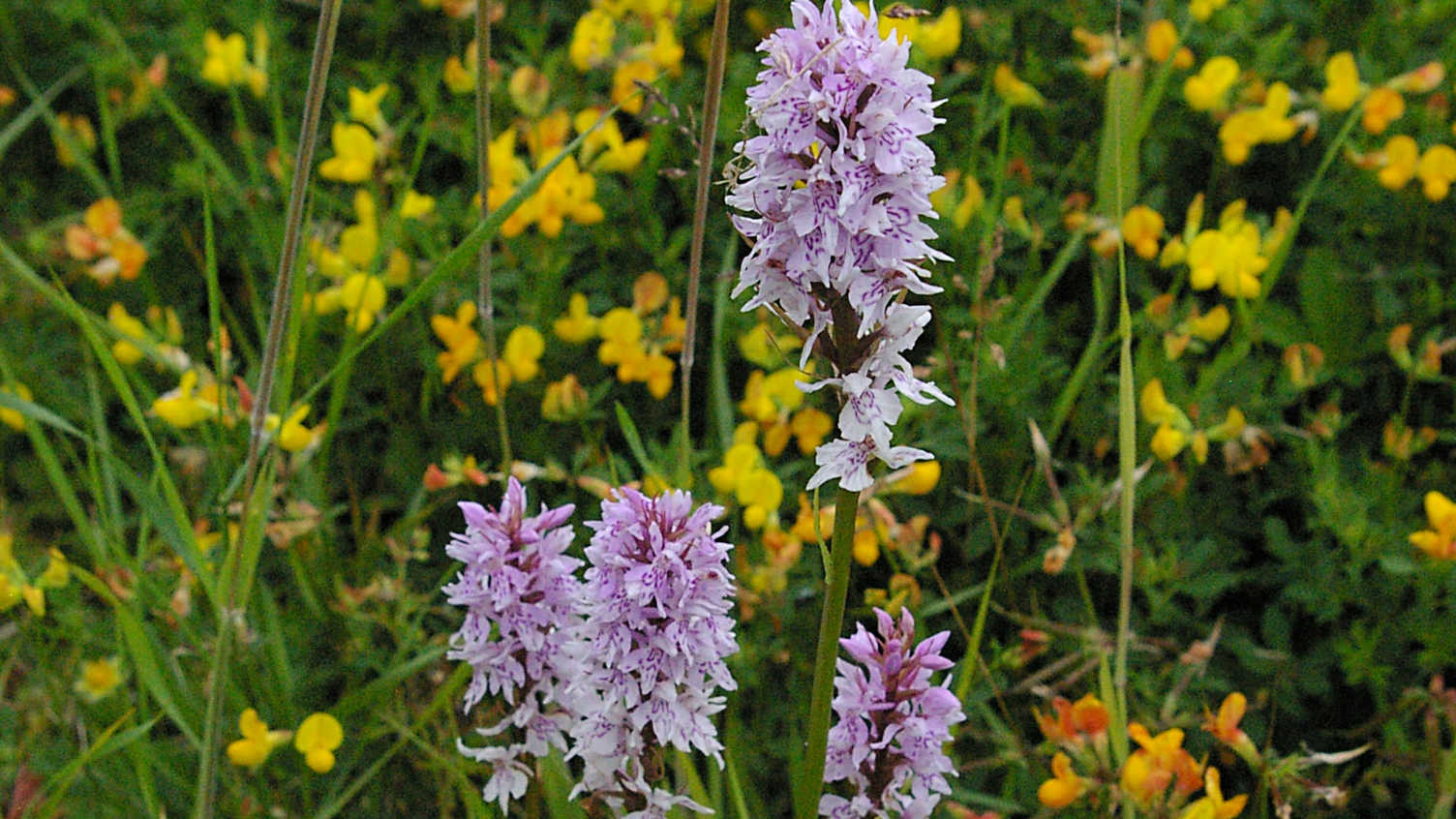 Thumbnail for Orchids support seedlings through 'parental nurture' via shared underground fung…
