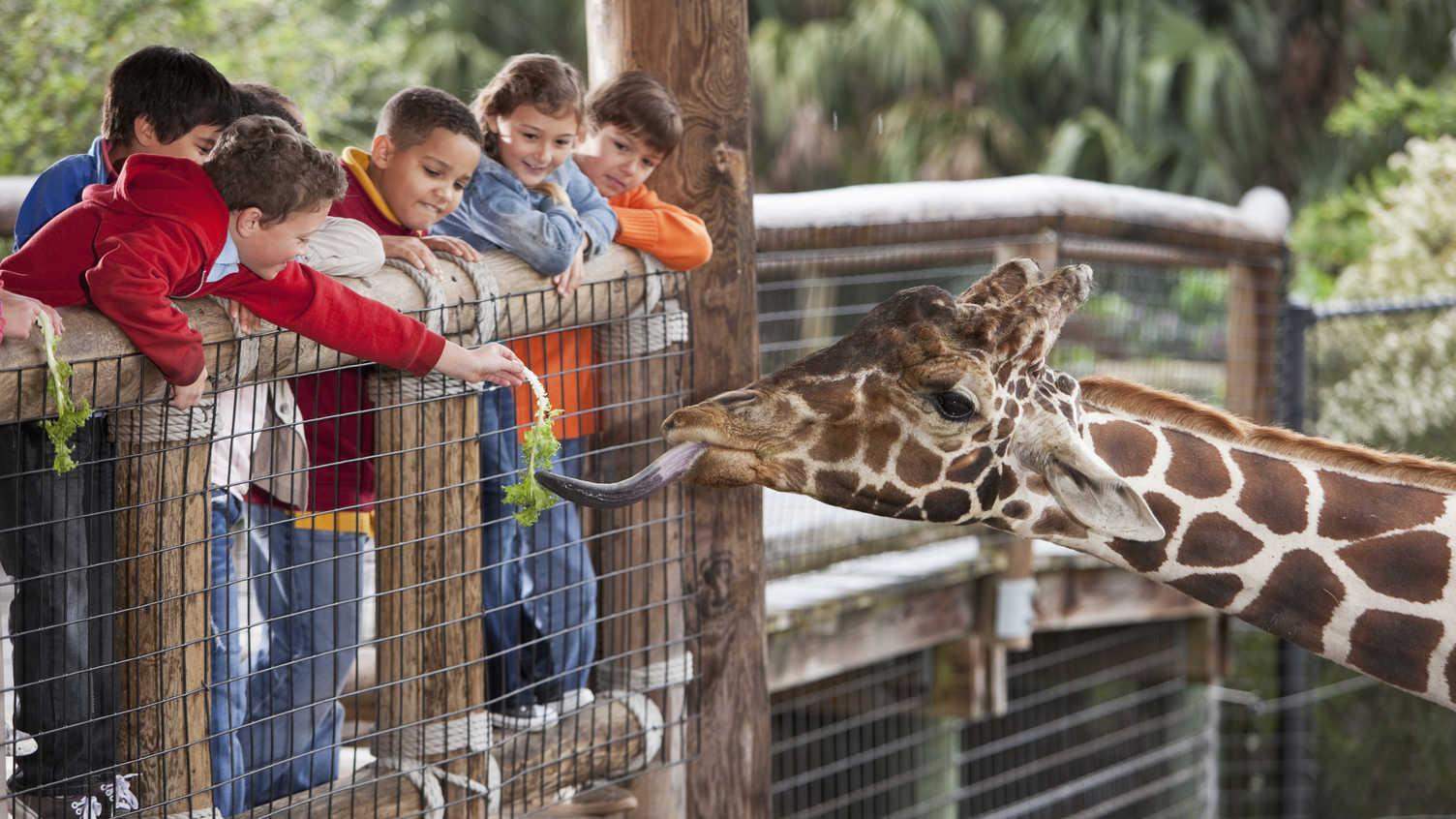 Thumbnail for Zoo and aquarium visits influence people to change behaviour and be more sustain…