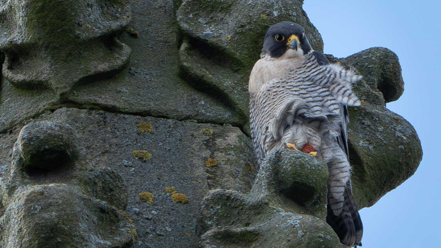 Thumbnail for Sheffield Peregrines soaring high | News 