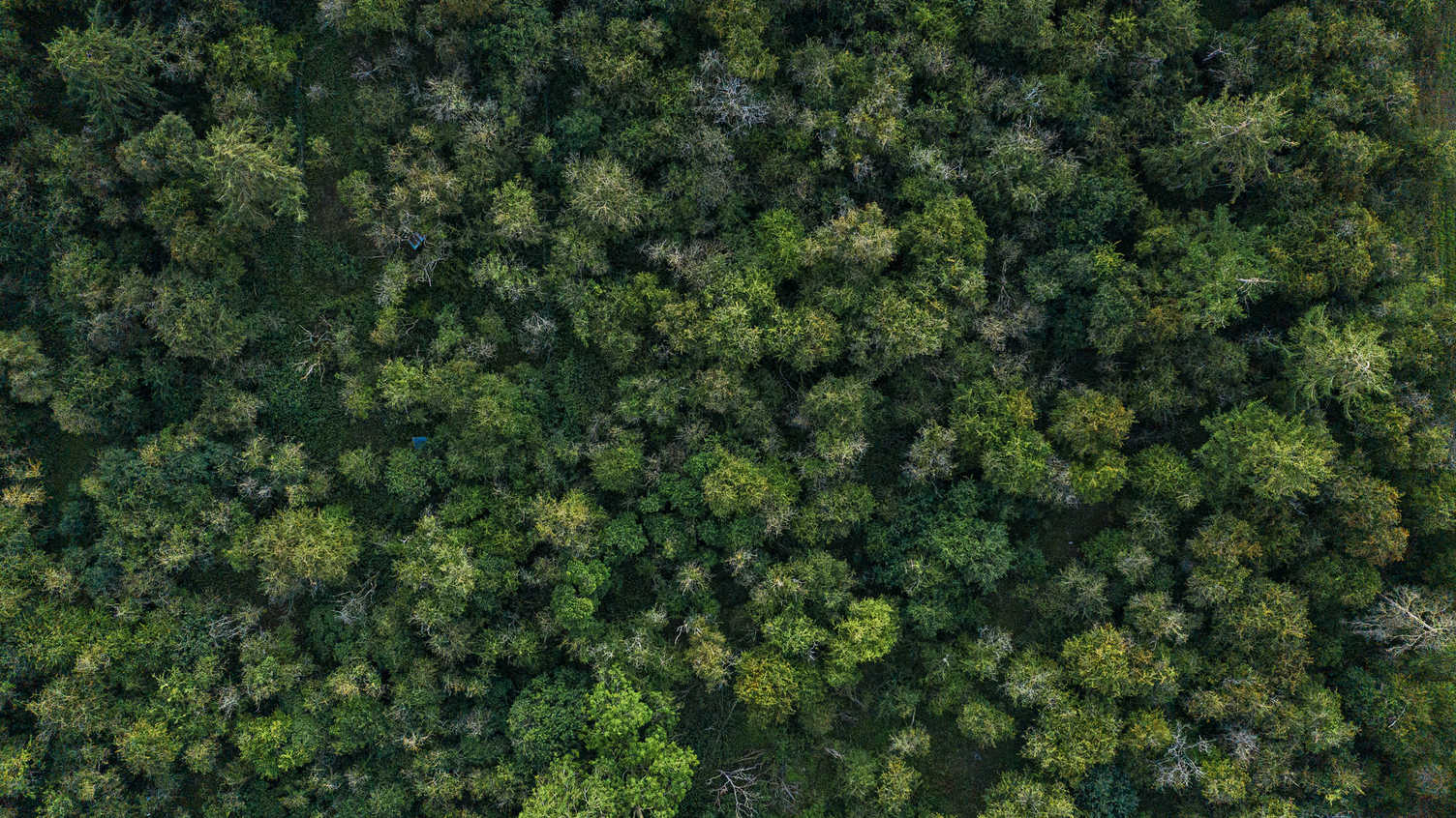 Thumbnail for Side effects of wide-scale forestation could reduce water availability by 15 per…
