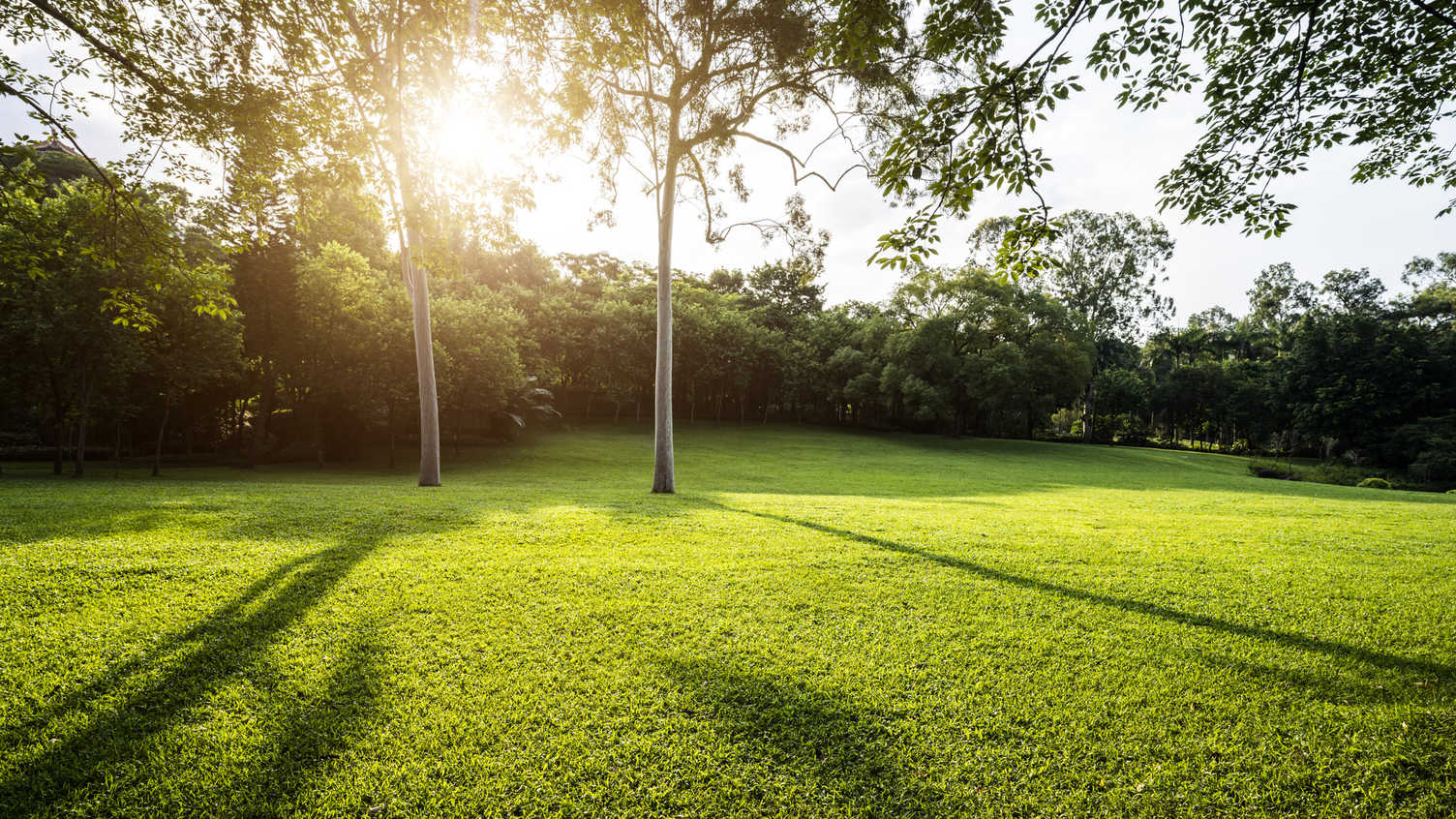Thumbnail for Prescribing nature can improve happiness and reduce anxiety, new research shows …