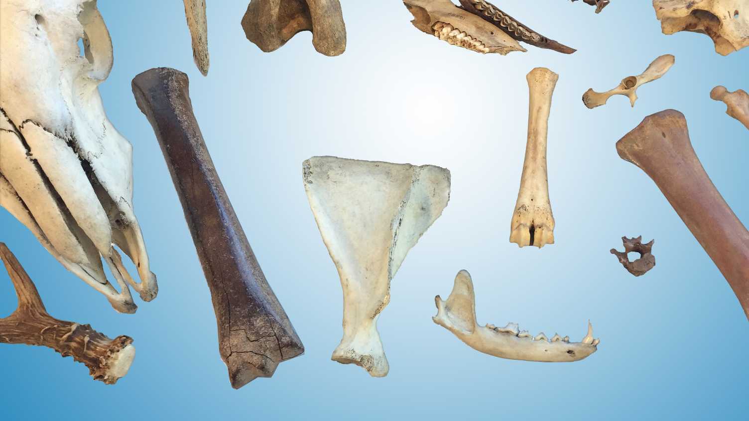Thumbnail for New funding to enhance Bioarchaeology laboratories | Biosciences 