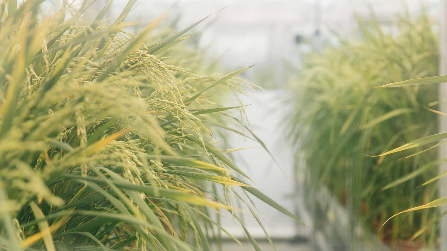 Thumbnail for Natural genetic engineering could be key to climate resilient crops | News 