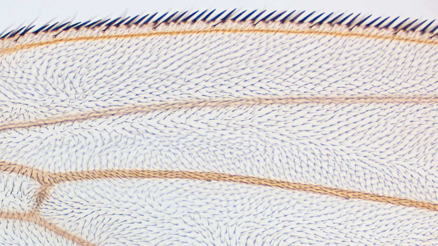 Thumbnail for How unlocking cellular symmetry could revolutionise understanding of disease | B…