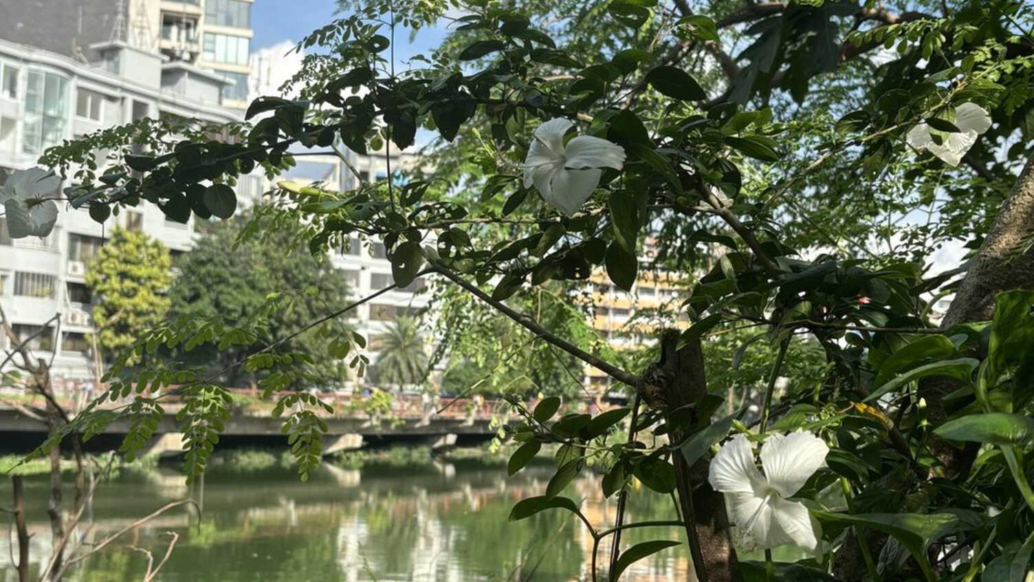 Thumbnail for Sharing Lessons from Dhaka’s Wetlands – ReWET ReVIEW 2024–25 | Urban Insti…