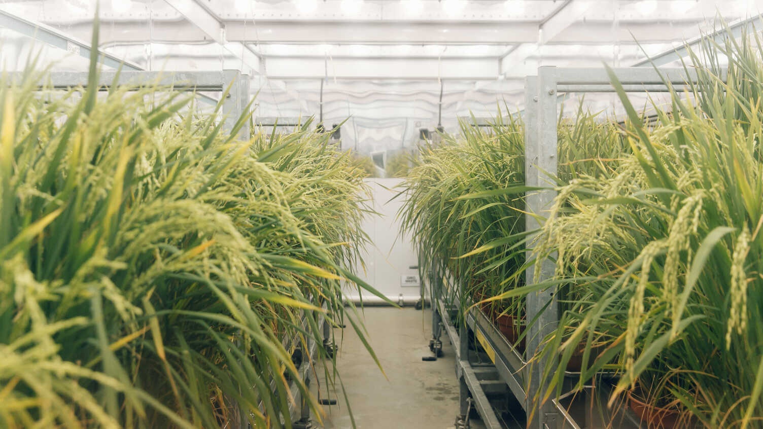 Thumbnail for Controlled environment agriculture | Institute for Sustainable Food 