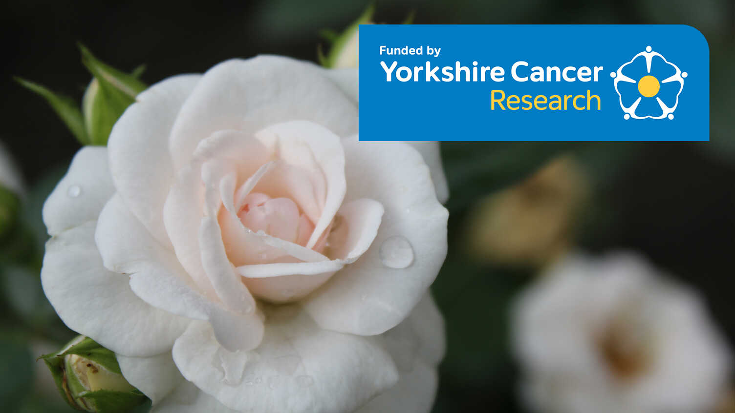 Thumbnail for Supporting decision making on place of death and care in mesothelioma | MURC 